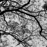 Dhurandhar 2: Is Ranveer Singh's Latest Set to Be a Box Office Monster?