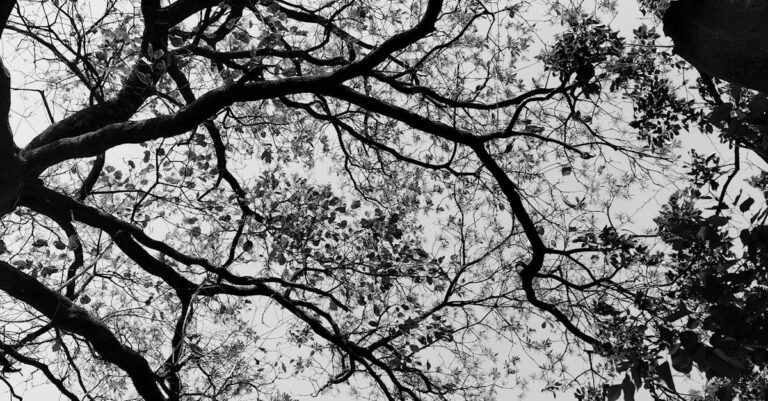 Dhurandhar 2: Is Ranveer Singh's Latest Set to Be a Box Office Monster?